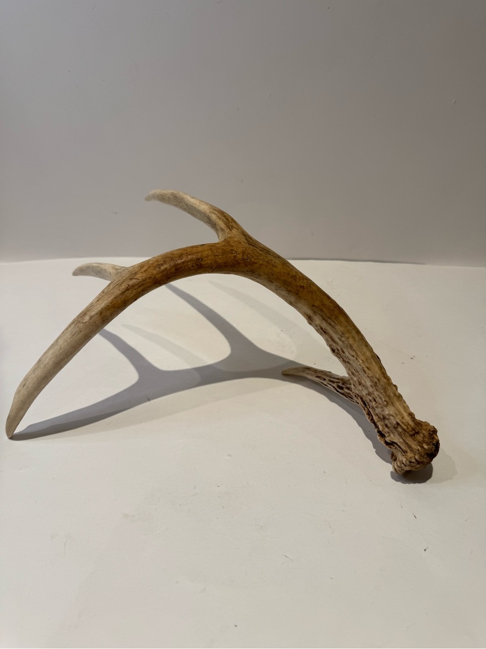 Real Natural Deer Antler Shed | Rustic Cabin & Farmhouse Decor Accent - Picture 3 of 6